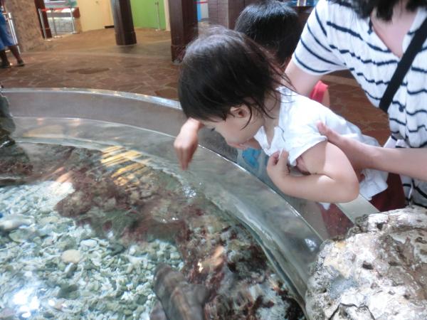 シンガポールの水族館でお魚に触る