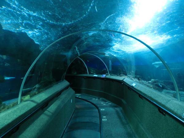 シンガポール水族館の水中トンネル