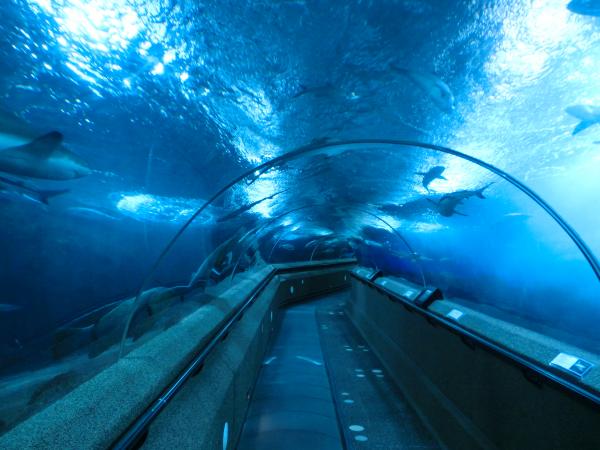 シンガポール水族館の水中トンネル